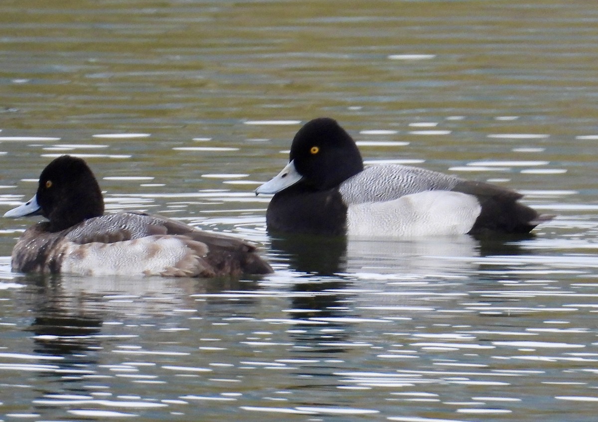 Lesser Scaup - ML611849255