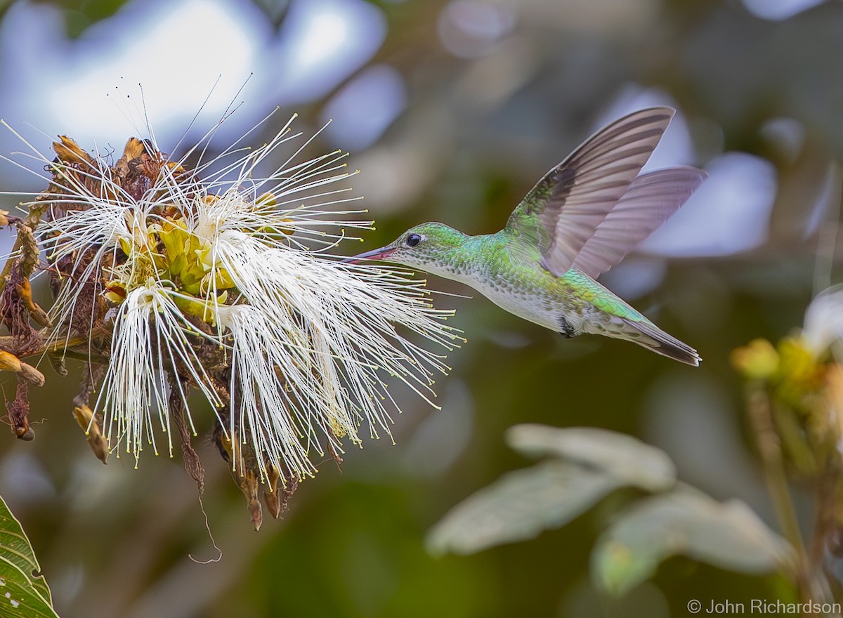 Green-and-white Hummingbird - John Richardson