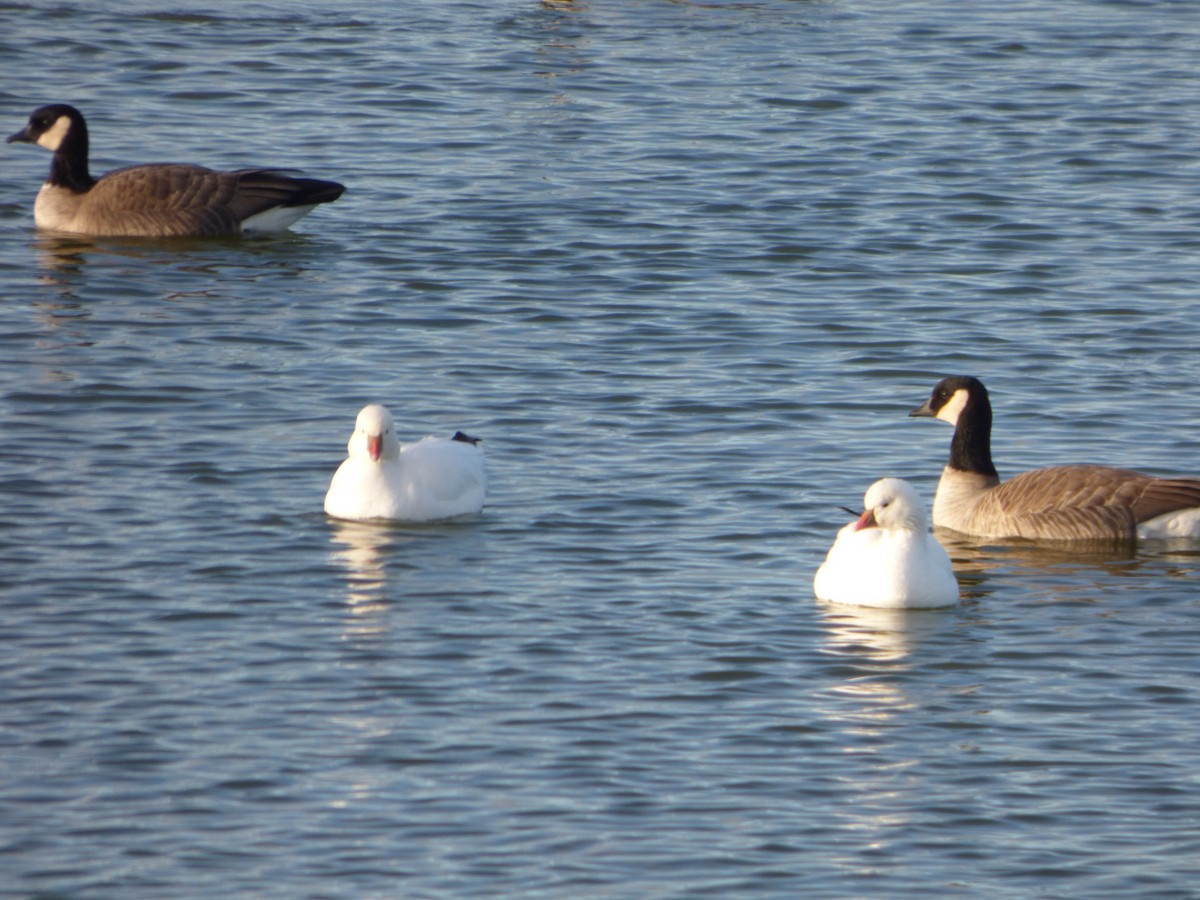 Ross's Goose - ML611849308