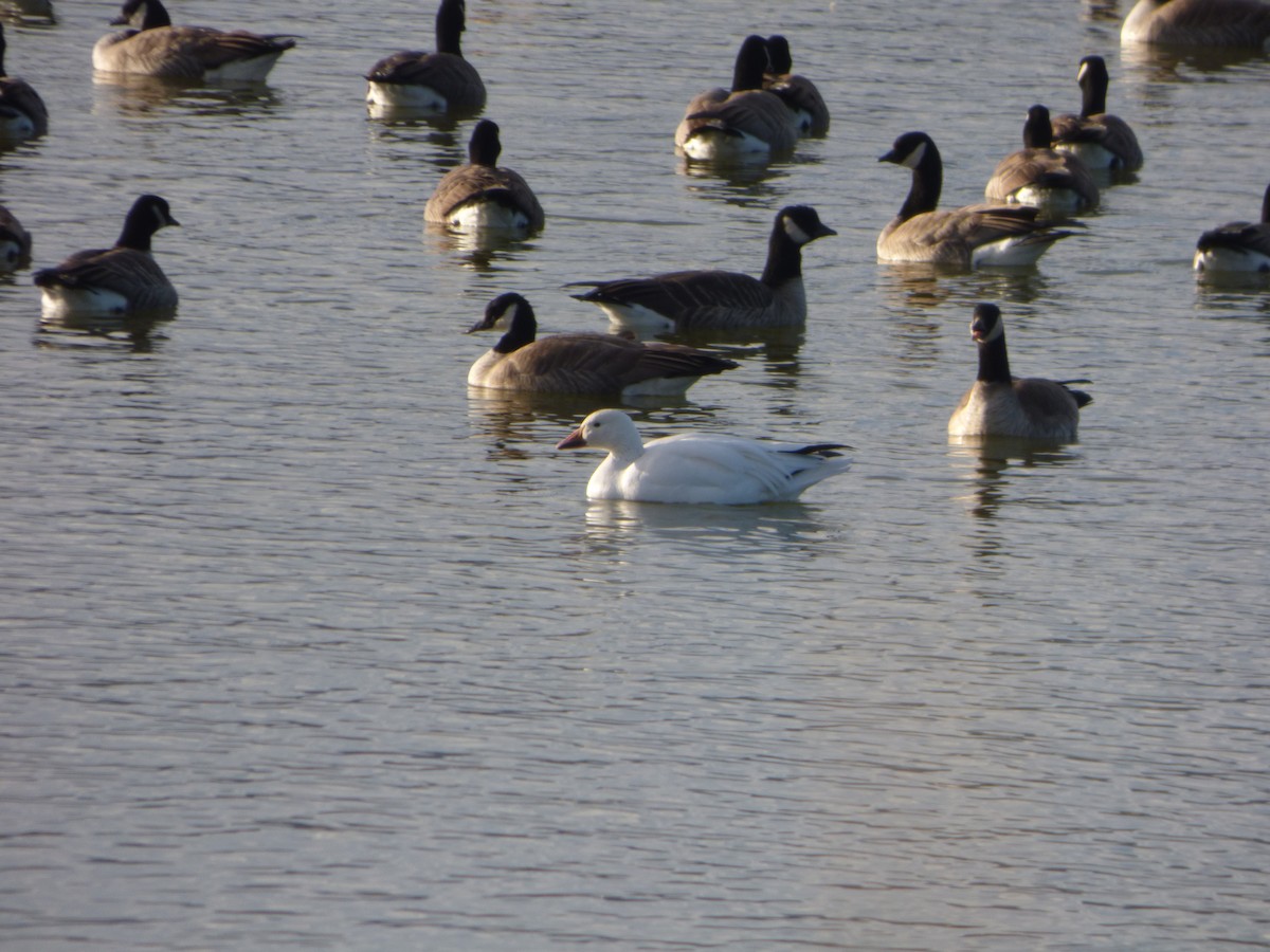 Snow Goose - ML611849360