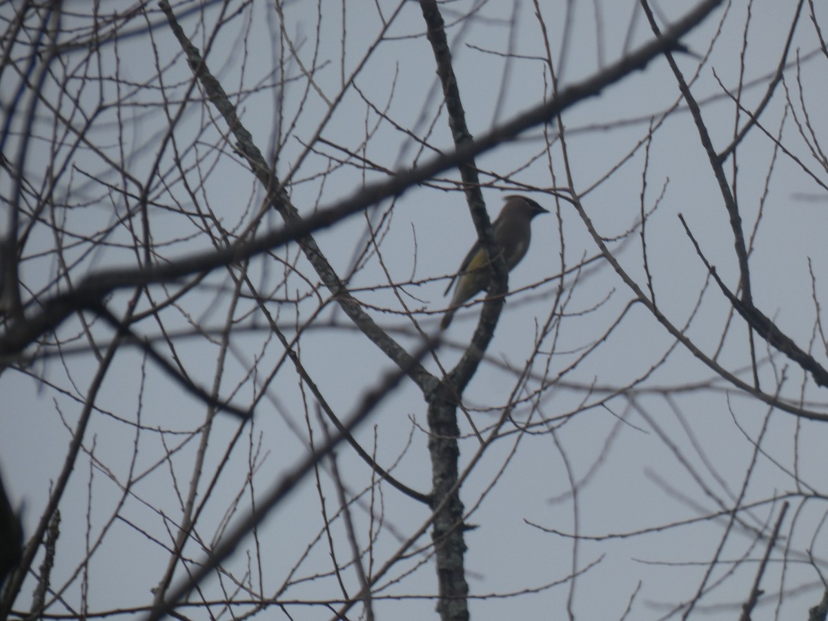 Cedar Waxwing - Manoli Strecker