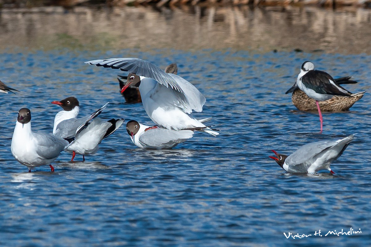 Brown-hooded Gull - ML611849463