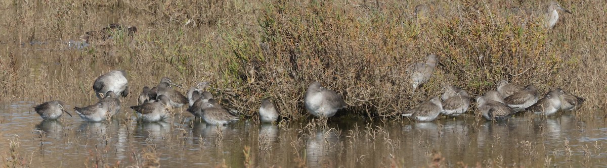 Short-billed/Long-billed Dowitcher - ML611849647