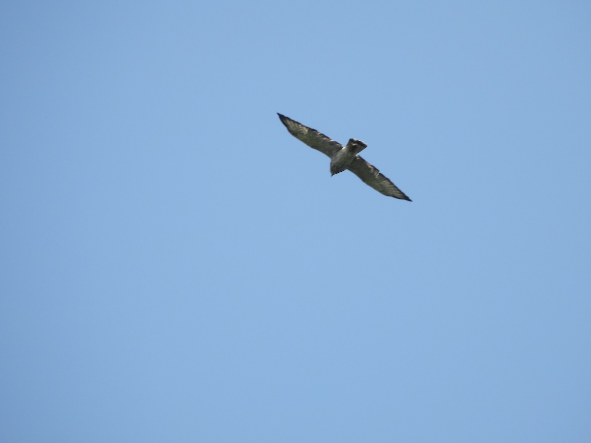 Broad-winged Hawk - ML611849657