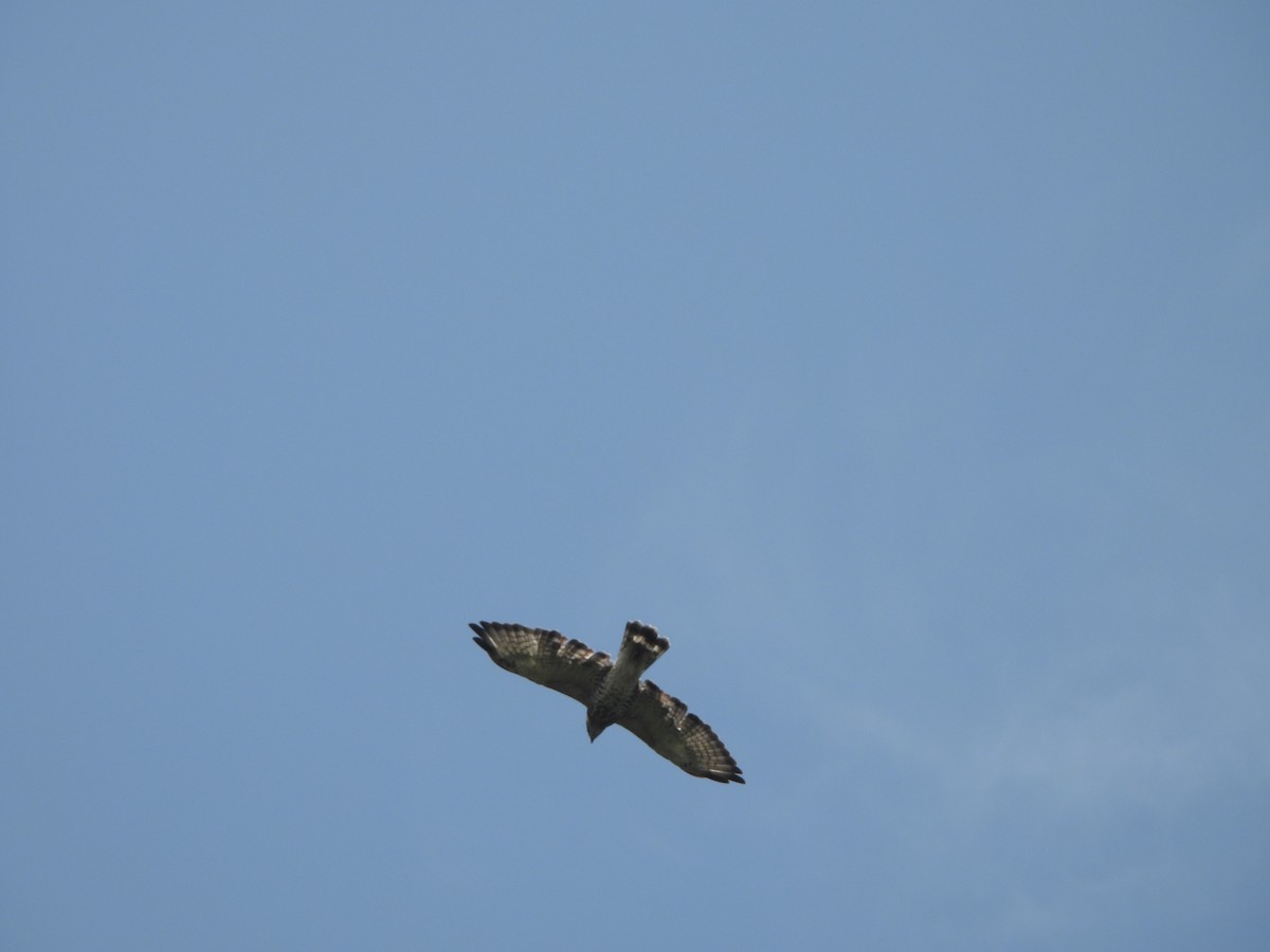 Broad-winged Hawk - ML611849658