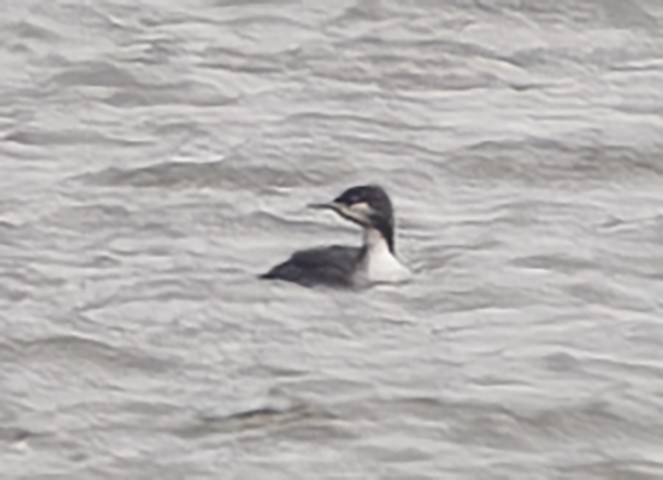 Pacific Loon - ML611849710