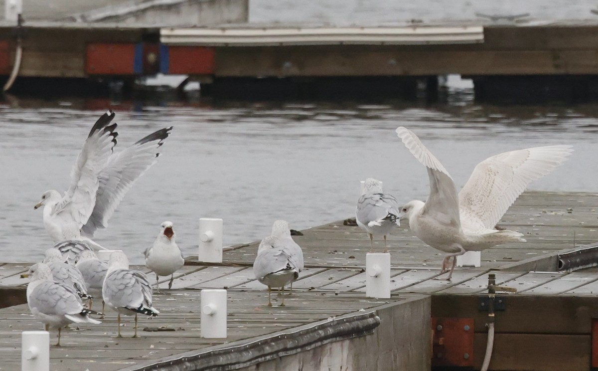 Glaucous Gull - ML611849780