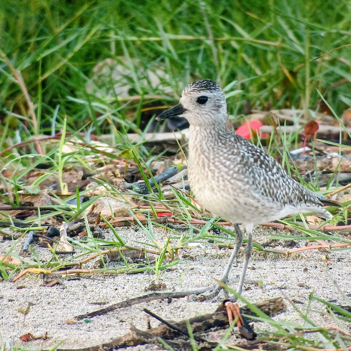 Black-bellied Plover - Liliana Matute Mandujano