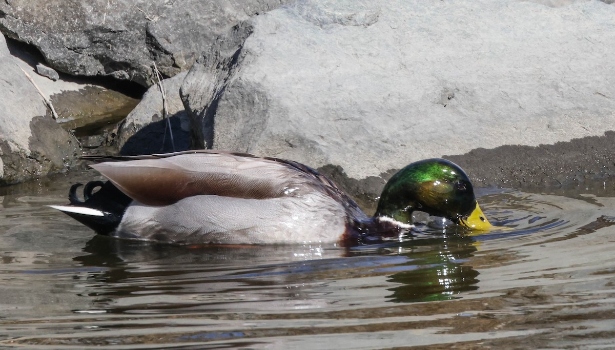 Mallard - ML611849854