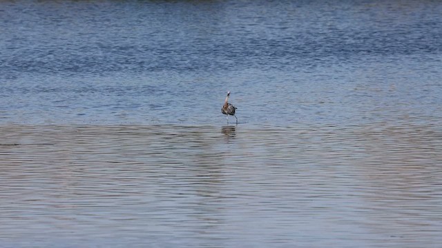 Reddish Egret - ML611849869