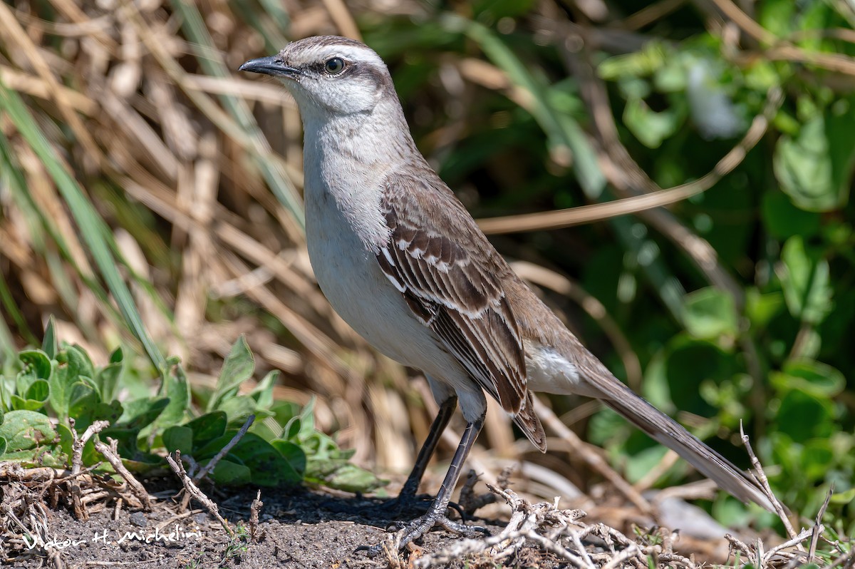 Chalk-browed Mockingbird - Victor Hugo Michelini