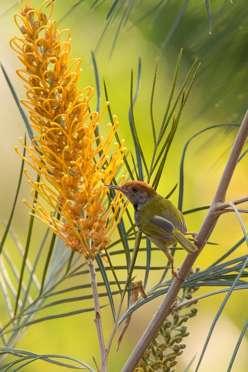 Dark-necked Tailorbird - ML611849951