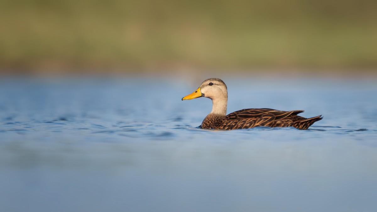 Mottled Duck (Florida) - ML611849959