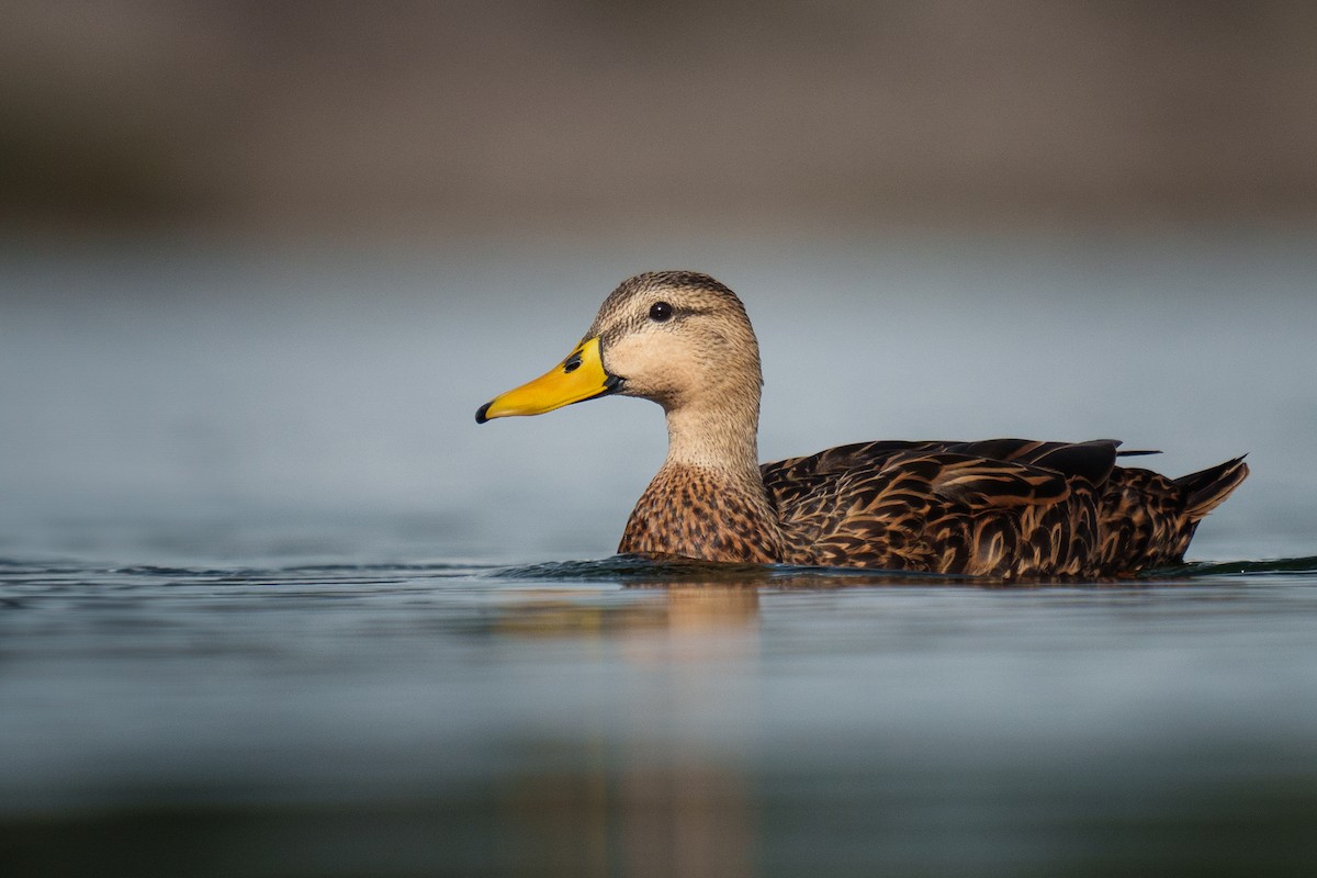 Mottled Duck (Florida) - ML611849960