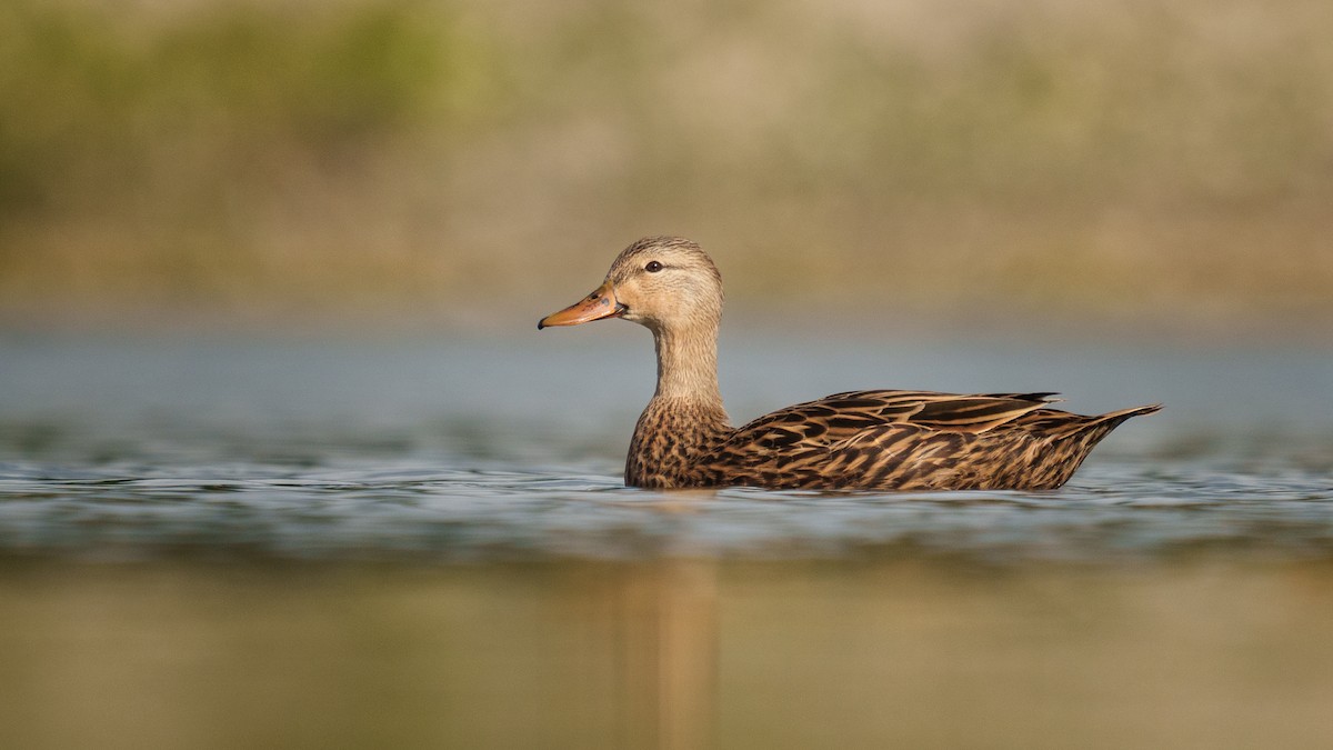 Mottled Duck (Florida) - ML611849961