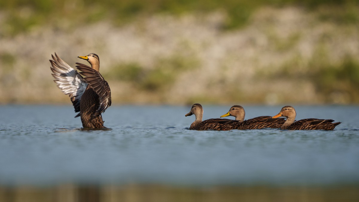 Mottled Duck (Florida) - ML611849962