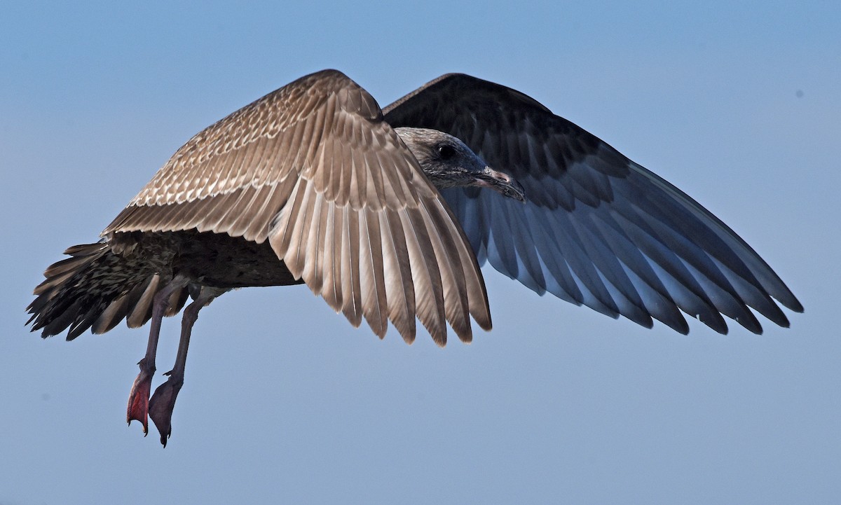 Herring Gull - ML611850053