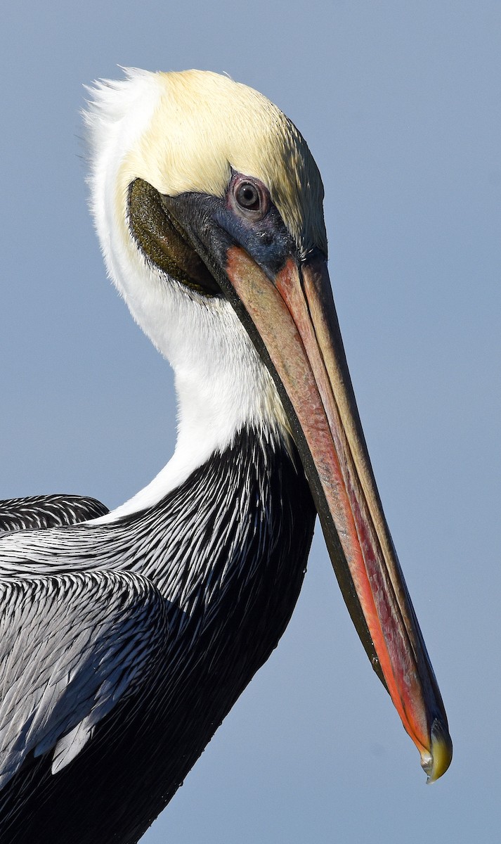 Brown Pelican - Steven Mlodinow