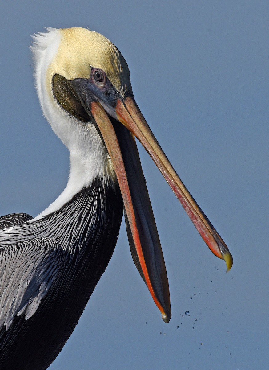 Brown Pelican - Steven Mlodinow