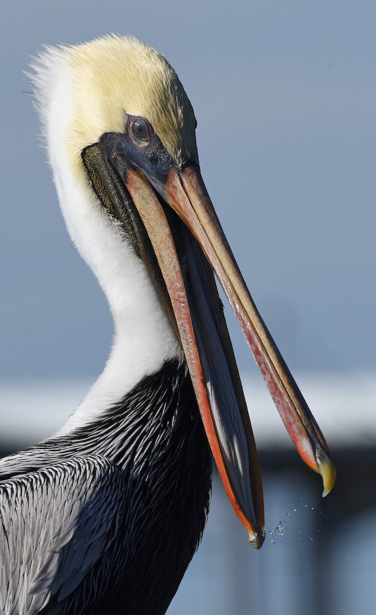 Brown Pelican - Steven Mlodinow