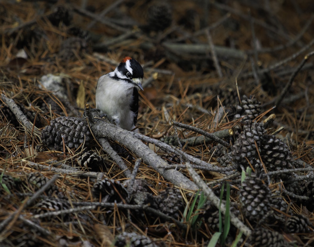 Downy Woodpecker - ML611850109