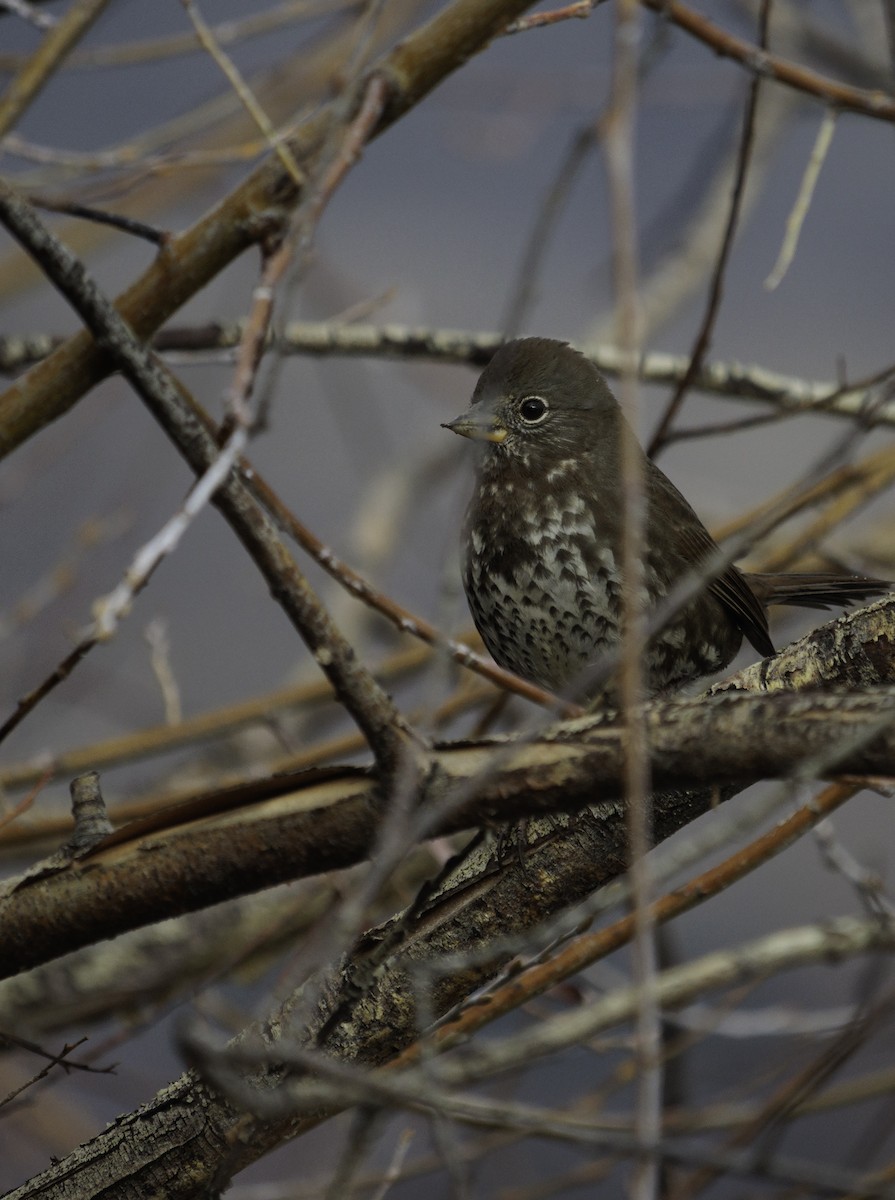 Fox Sparrow (Sooty) - ML611850113