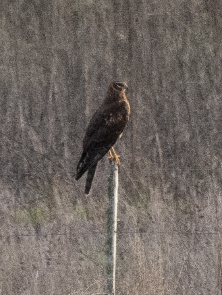 Northern Harrier - CV Sylvan