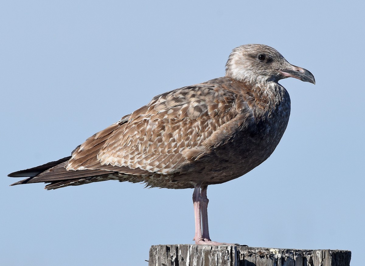 Gaviota Argéntea - ML611850170