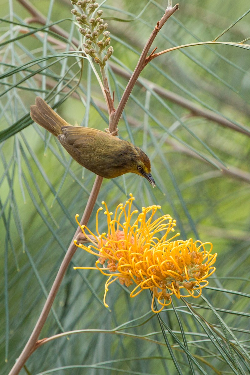 Pin-striped Tit-Babbler - ML611850258