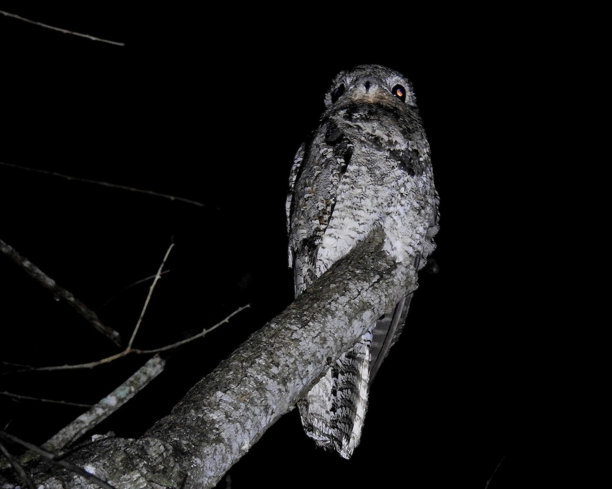 Great Potoo - Tania Aguirre