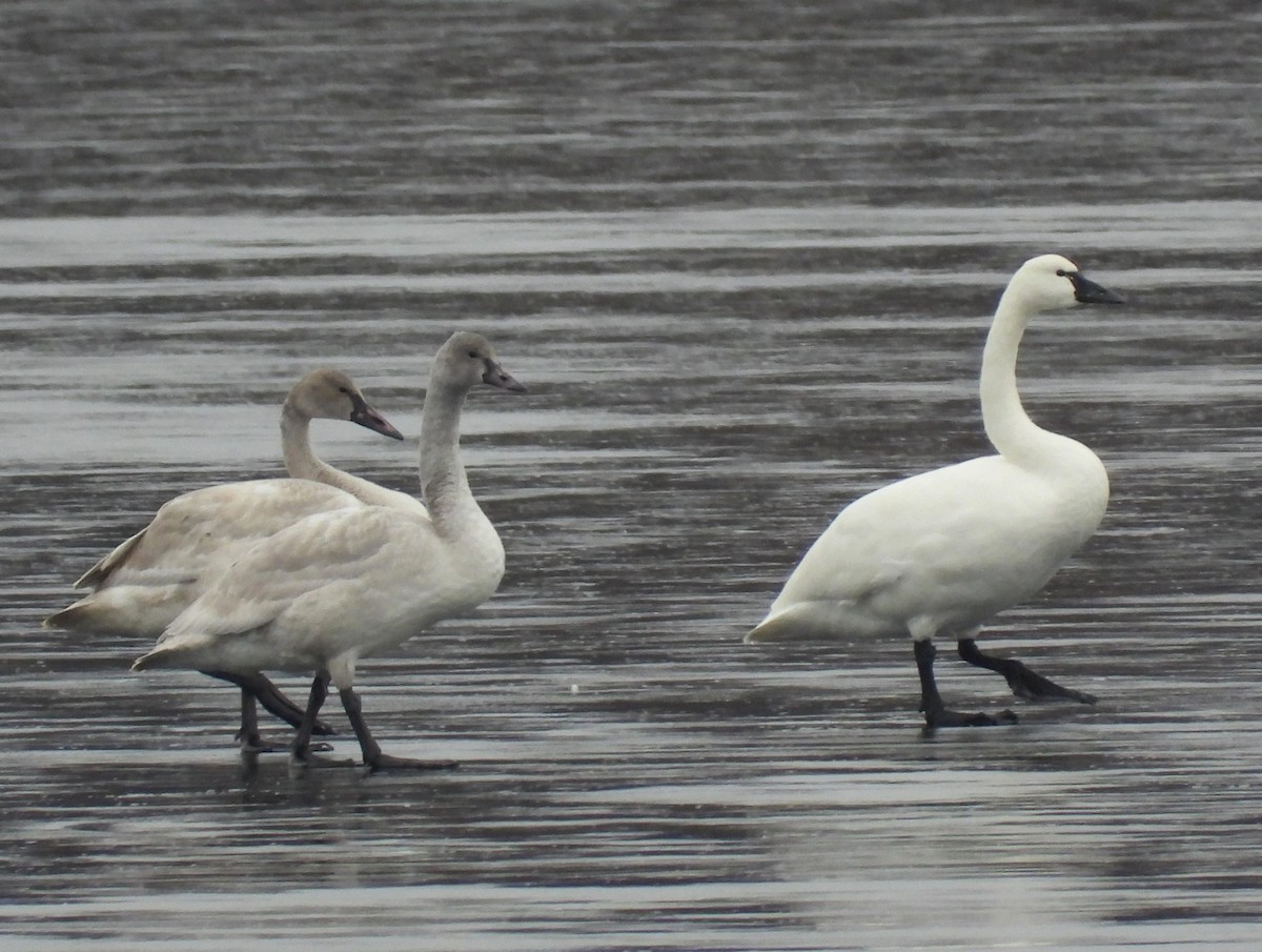 Tundra Swan - Michael W. Sack