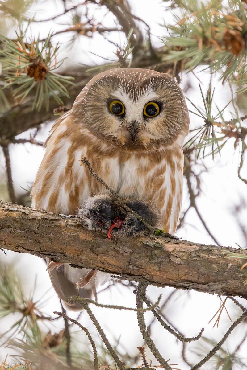 Northern Saw-whet Owl - ML611850371