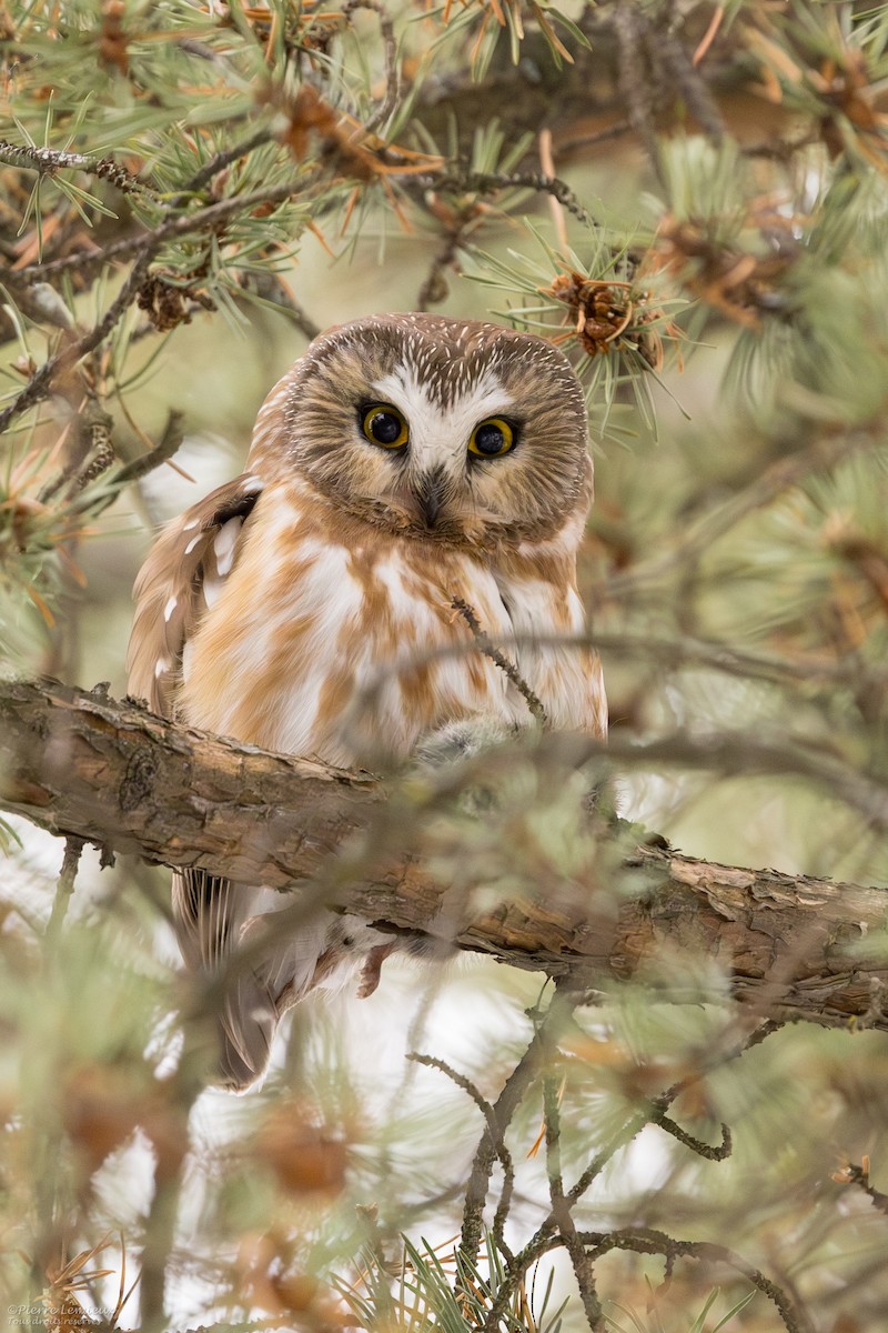 Northern Saw-whet Owl - ML611850372