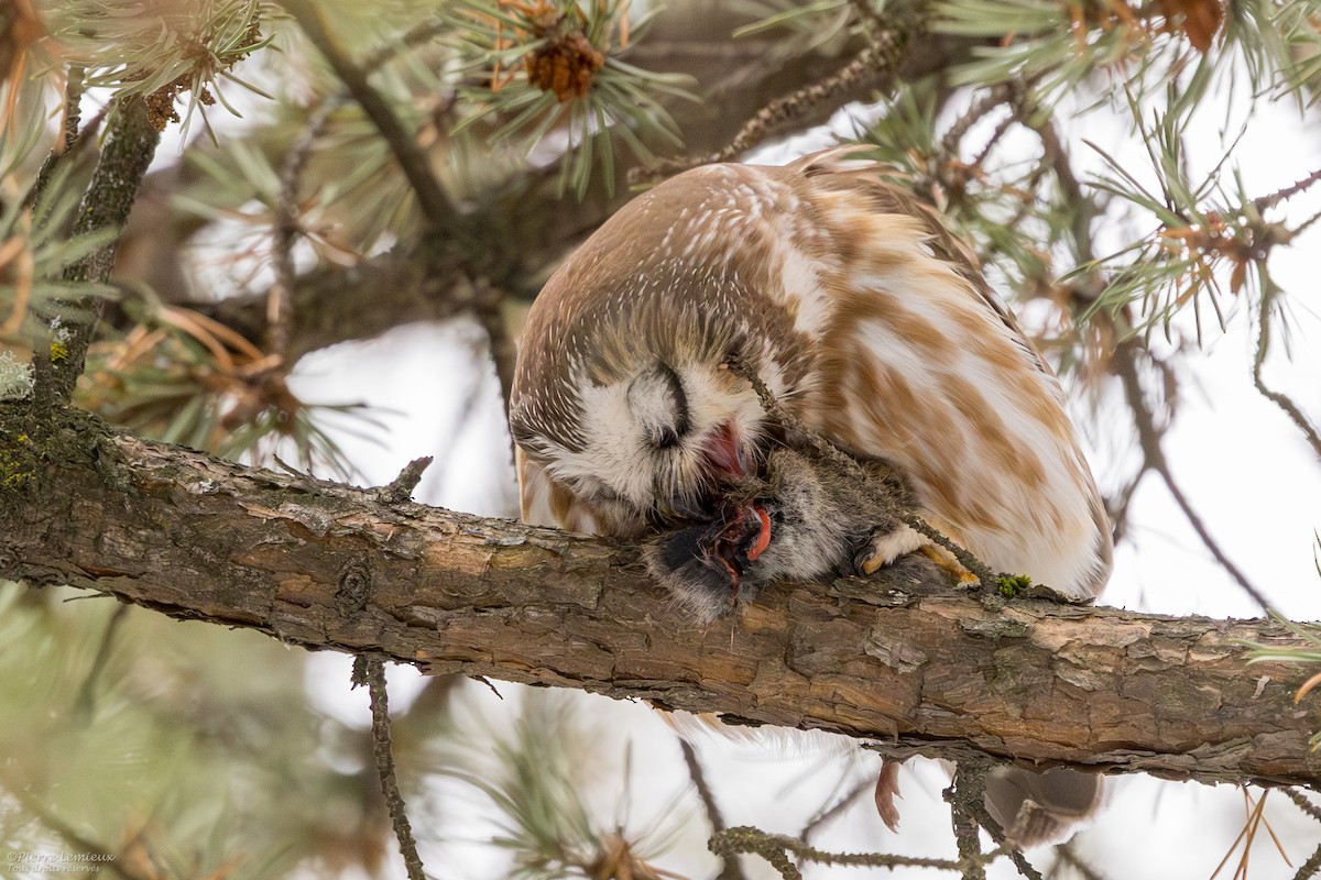 Northern Saw-whet Owl - ML611850373