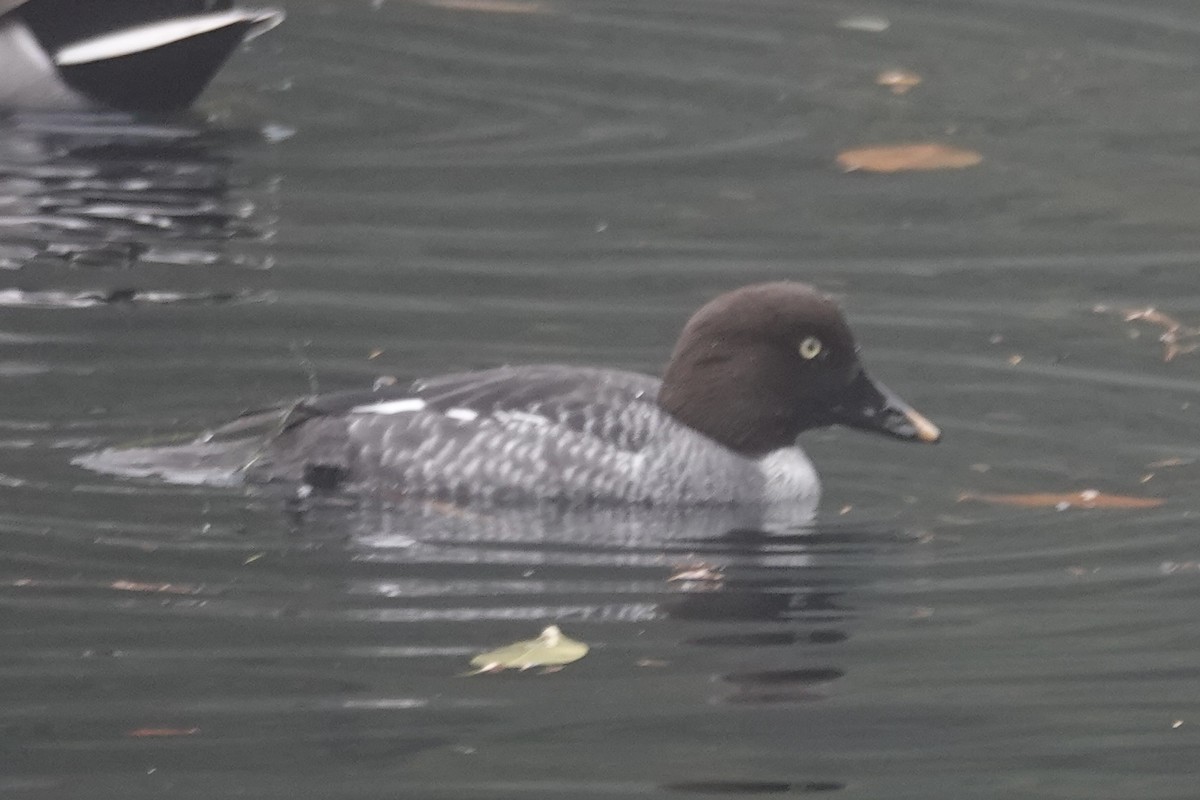 Common Goldeneye - ML611850381