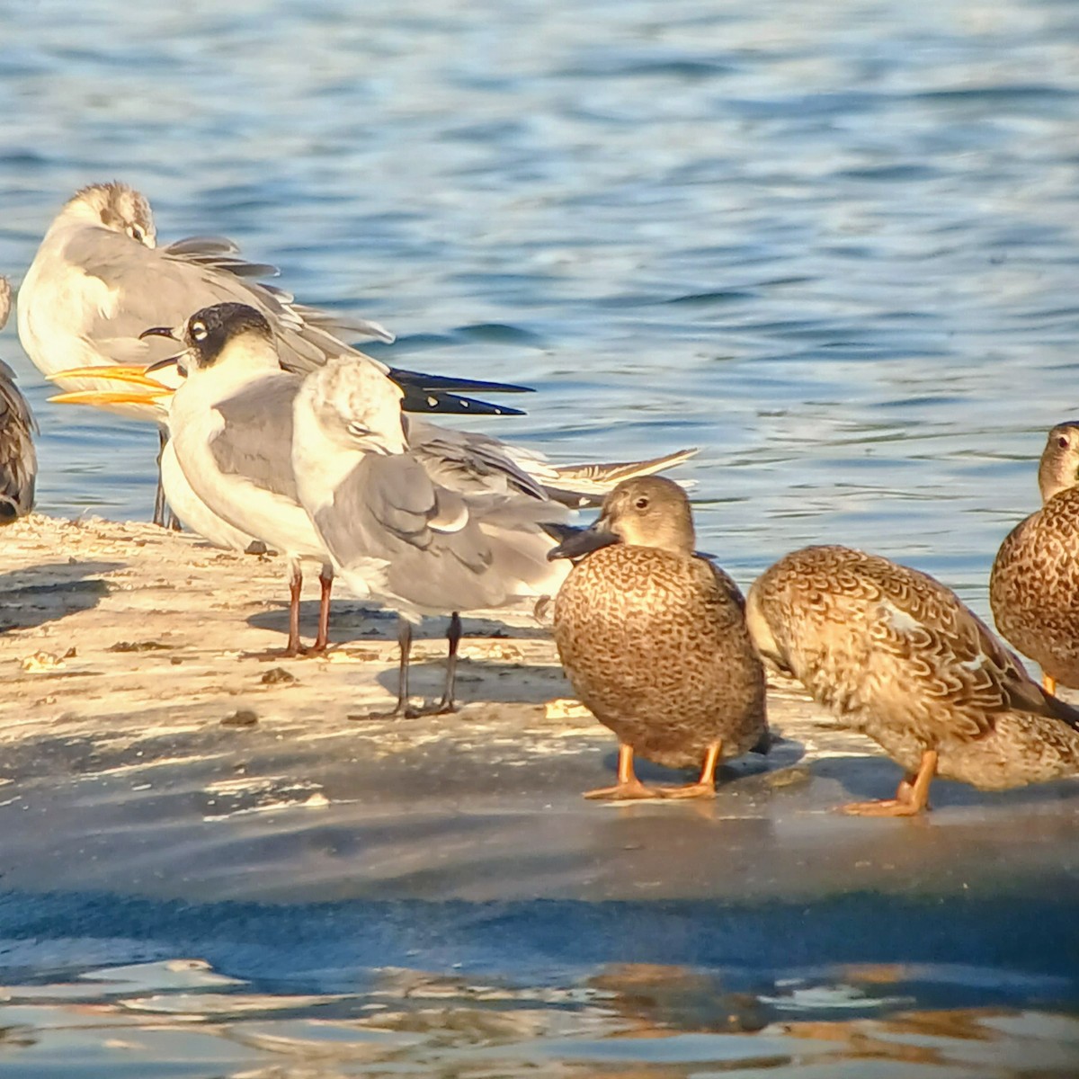 Blue-winged Teal - ML611850434