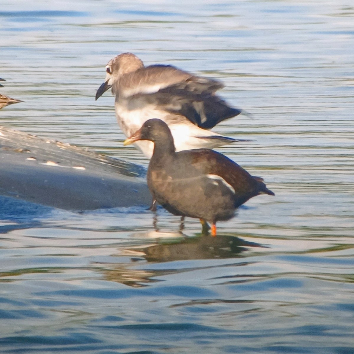 Common Gallinule - ML611850465