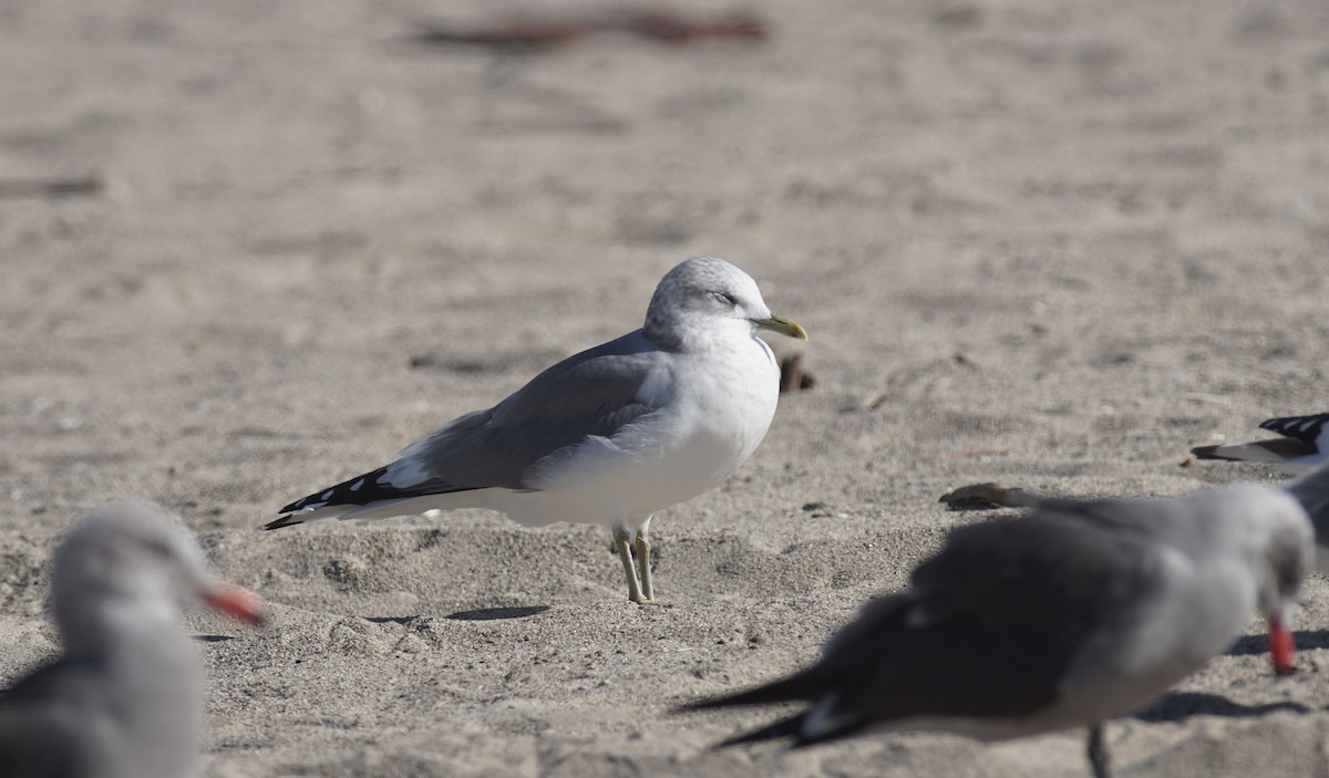 Short-billed Gull - ML611850495