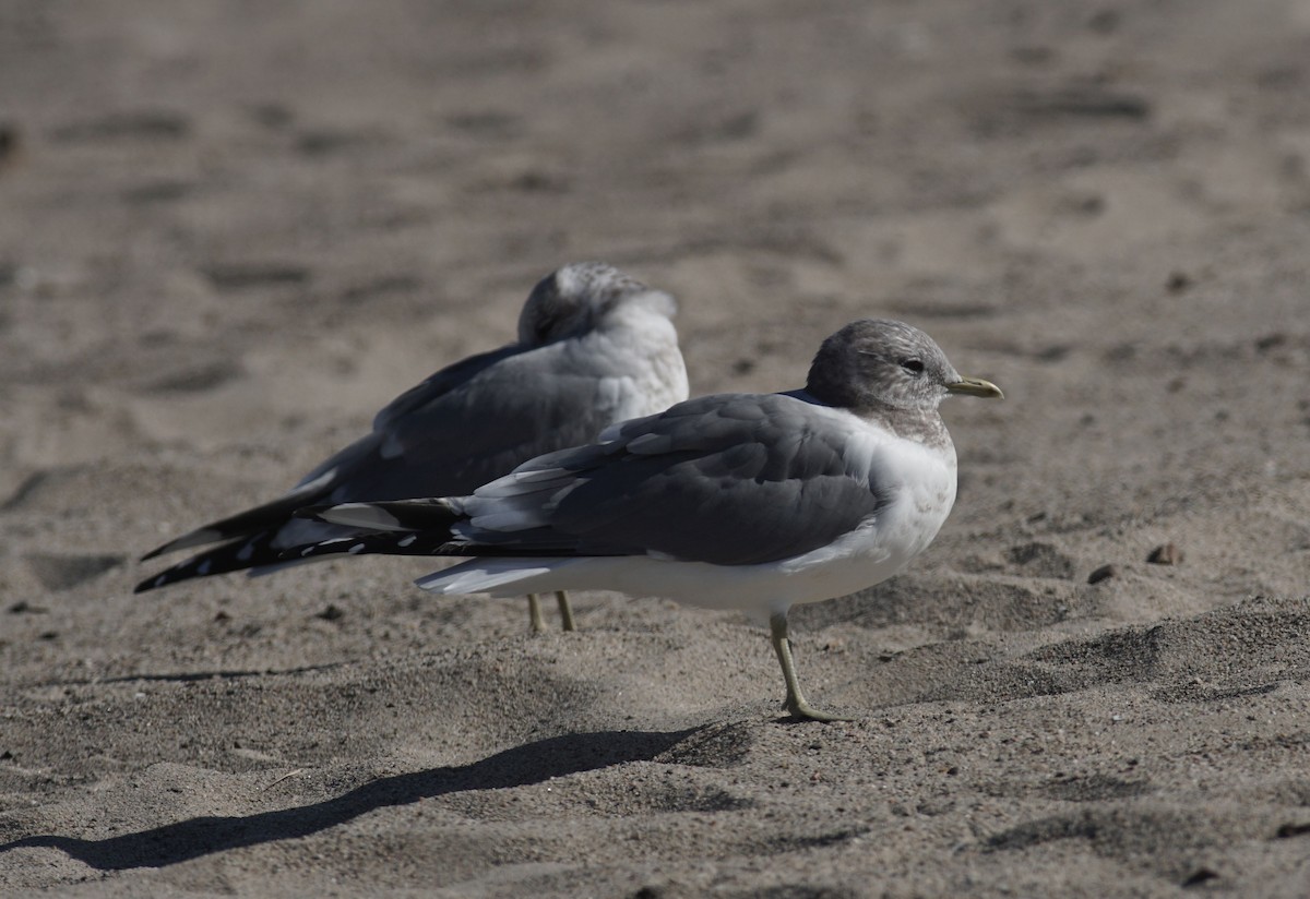 Short-billed Gull - ML611850503