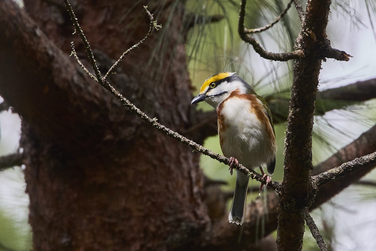 Chestnut-sided Shrike-Vireo - ML611850523