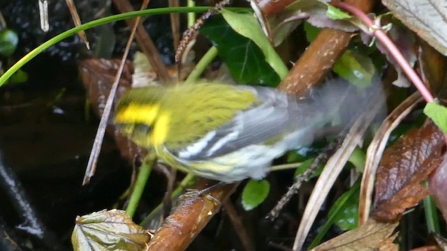 Townsend's Warbler - ML611850581