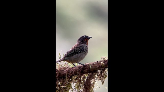 Rufous-throated Tanager - ML611850607