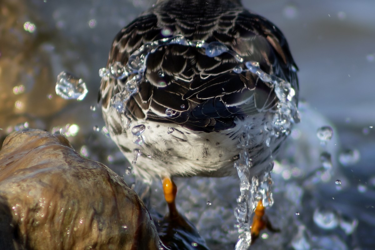 Purple Sandpiper - Ted Keyel