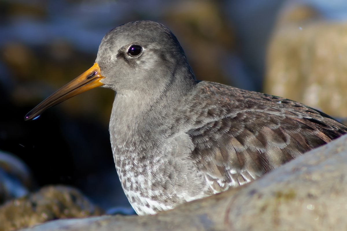 Purple Sandpiper - Ted Keyel