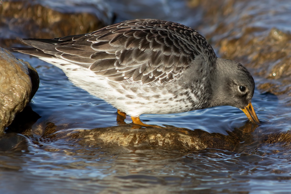 Purple Sandpiper - Ted Keyel