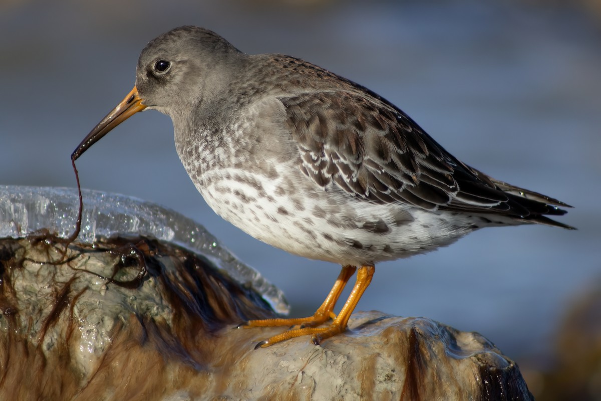 Purple Sandpiper - Ted Keyel