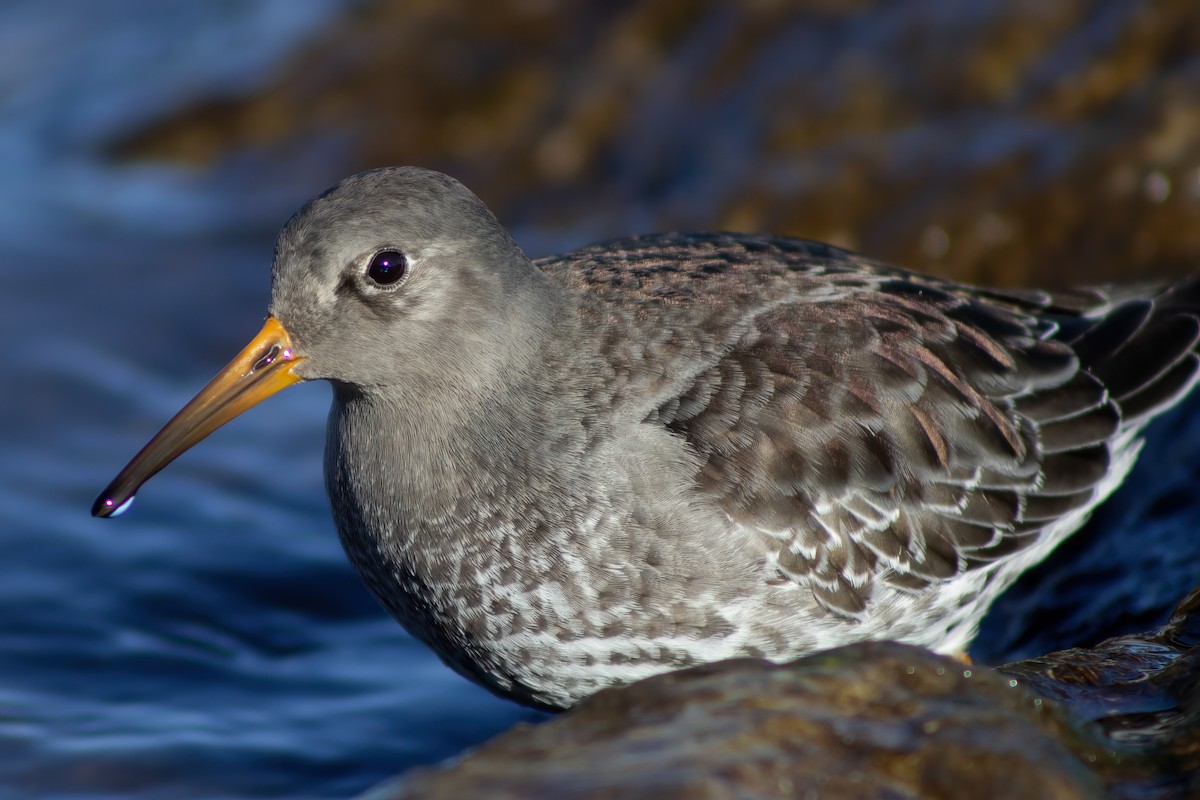 Purple Sandpiper - Ted Keyel