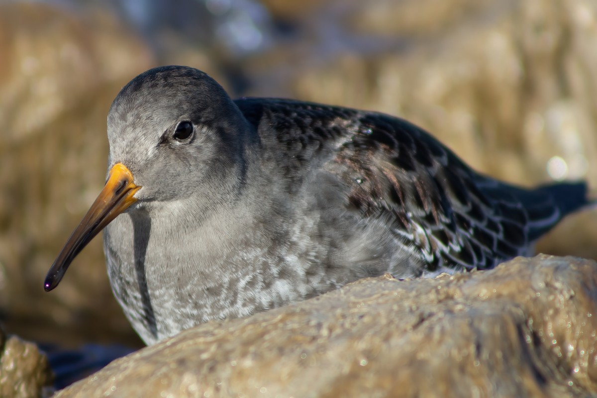 Purple Sandpiper - Ted Keyel