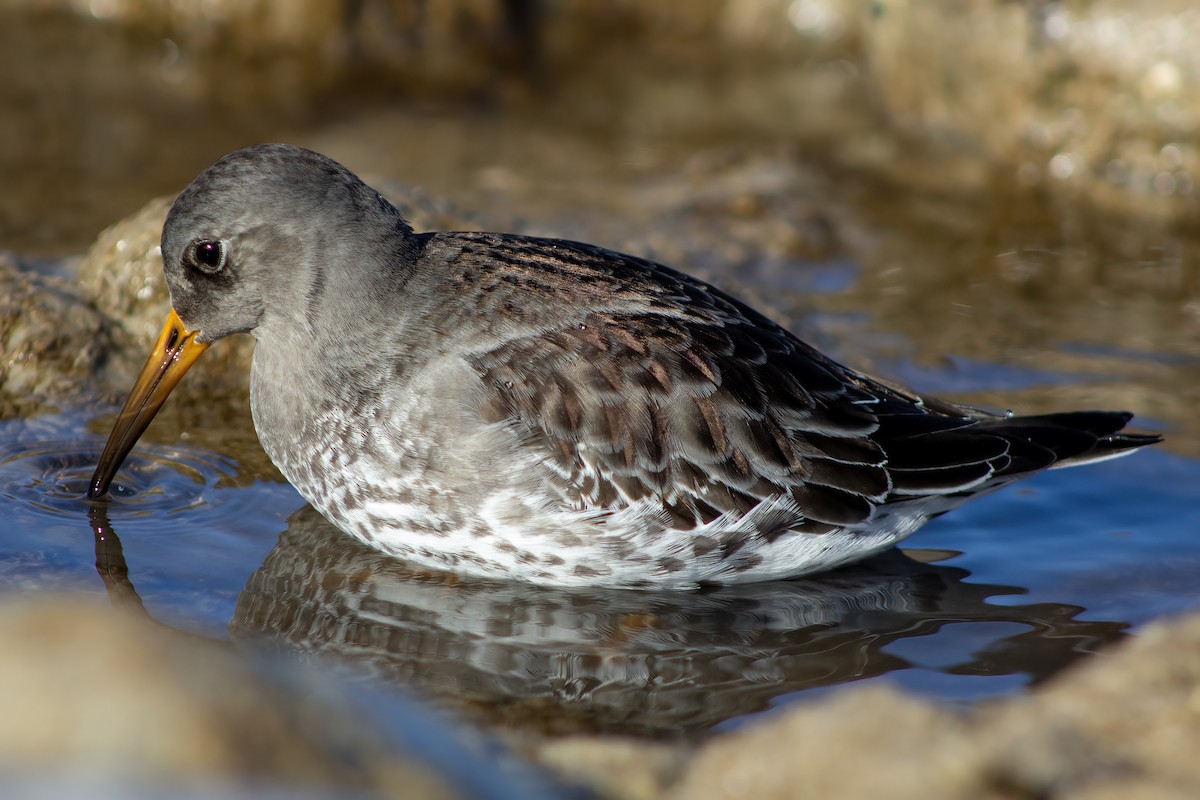 Purple Sandpiper - Ted Keyel