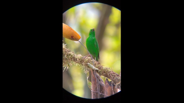 Glistening-green Tanager - ML611850724